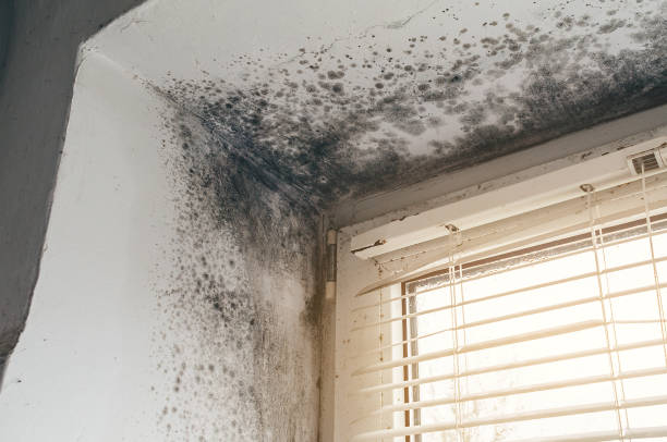 Affordable Mold Remediation solutions in Berkeley Heights, NJ